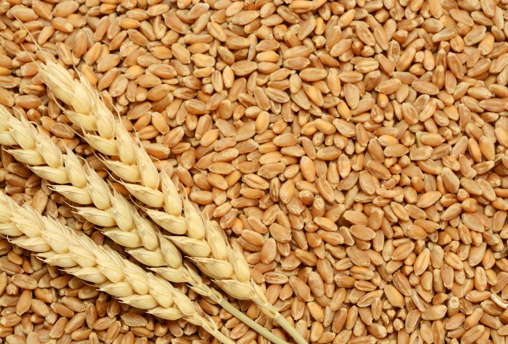Купить семена пшеницы по выгодной цене